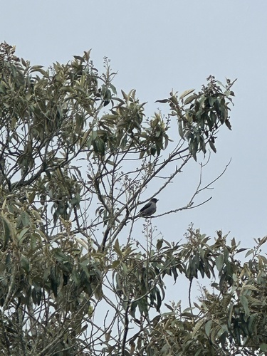 Red-crested Cotinga (Ampelion rubrocristatus), photo 5