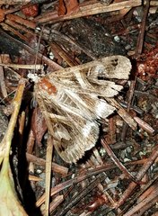 Drasteria grandirena