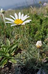 Anthemis sterilis