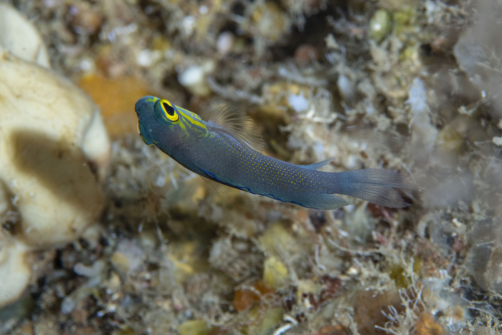 Geelwang-feebaars (Gramma linki) — Grammatidae