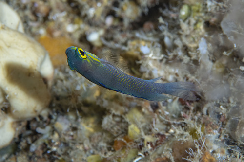 Yellowcheek basslet (Gramma linki) — Grammatidae