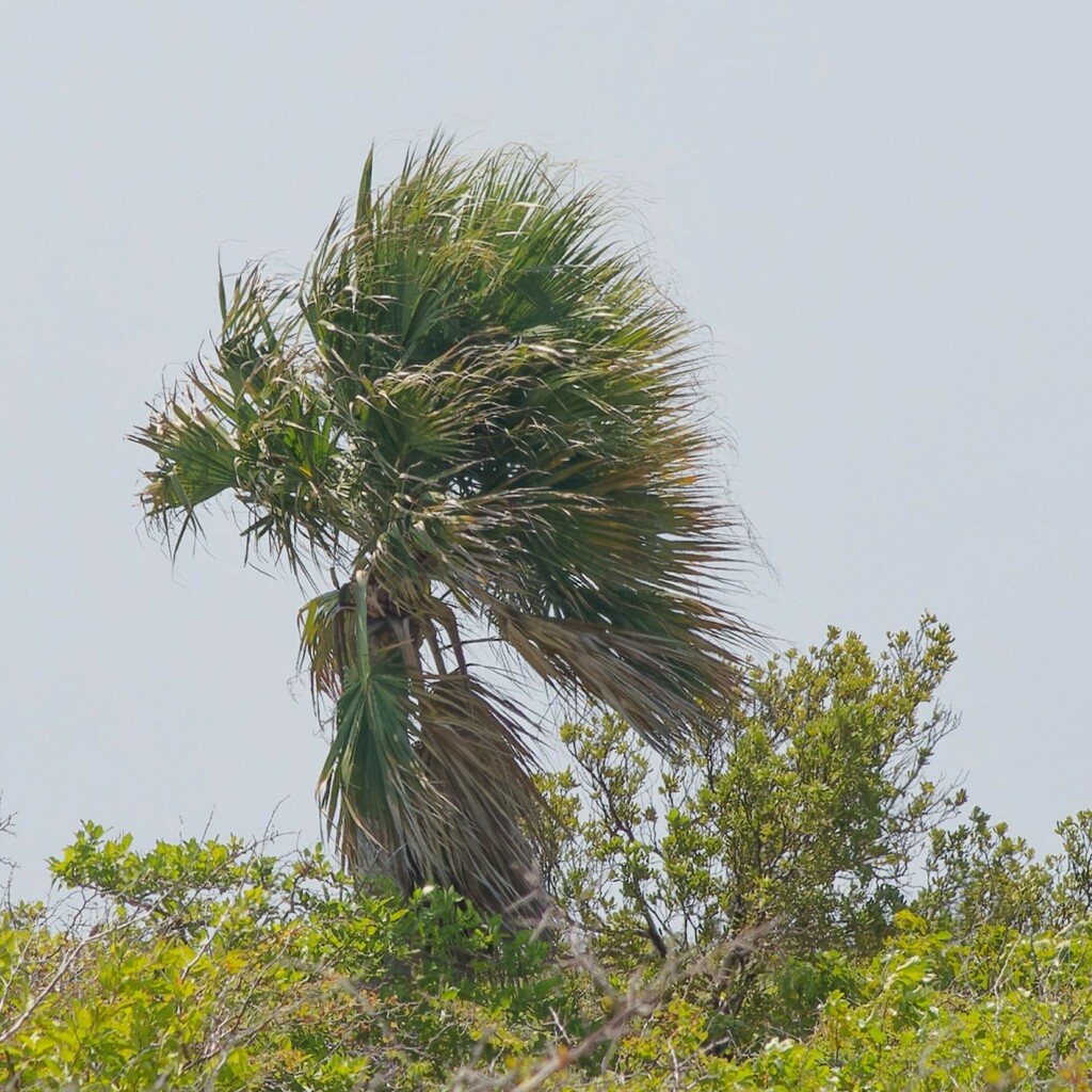 Bonaire Palm