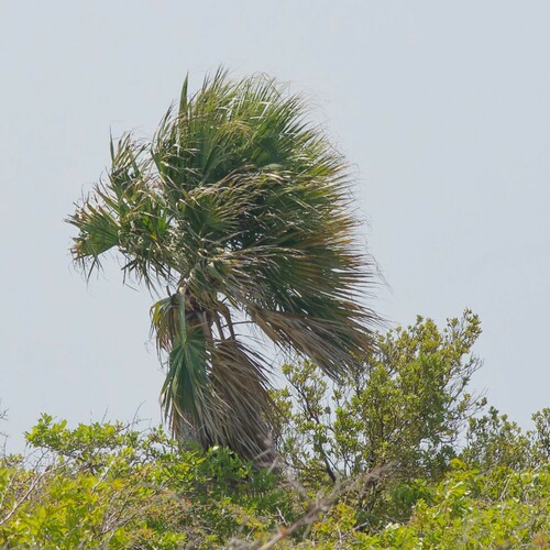 Bonaire Palm (Sabal lougheediana)