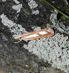 Catoptria latiradiellus