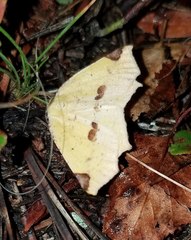 Antepione thisoaria