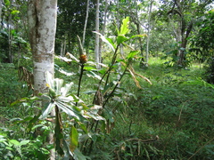 Costus arabicus