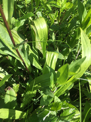 Plantago macrocarpa