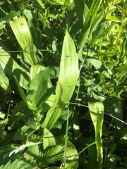 Plantago macrocarpa