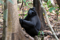 Macaca nigra