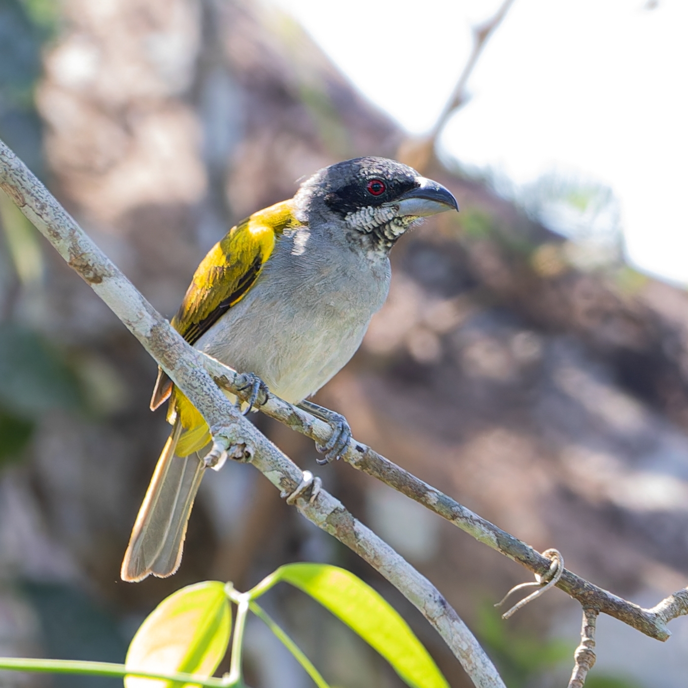 Yellow-shouldered Grosbeak (Parkerthraustes humeralis), photo 3