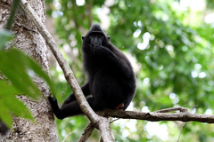 Macaca nigra