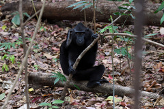 Macaca nigra