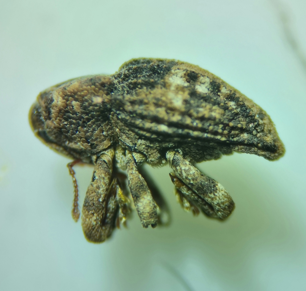 Acallocrates colonnellii