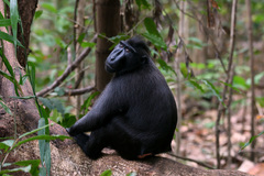 Macaca nigra