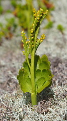 Botrychium boreale