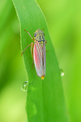 Apogonalia fraterna