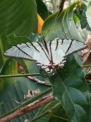 Protographium epidaus epidaus