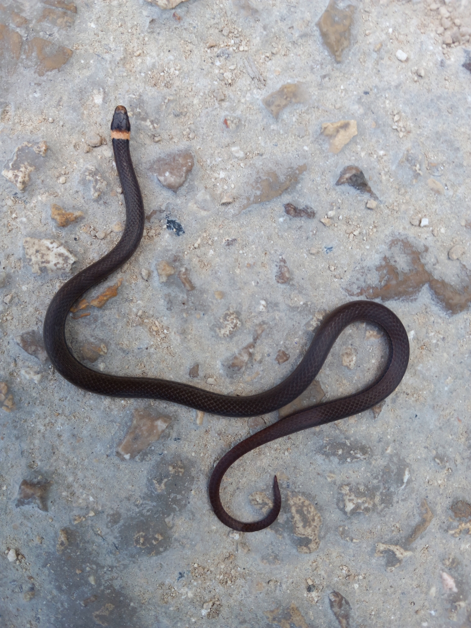 Peten Centipede Snake photo 4