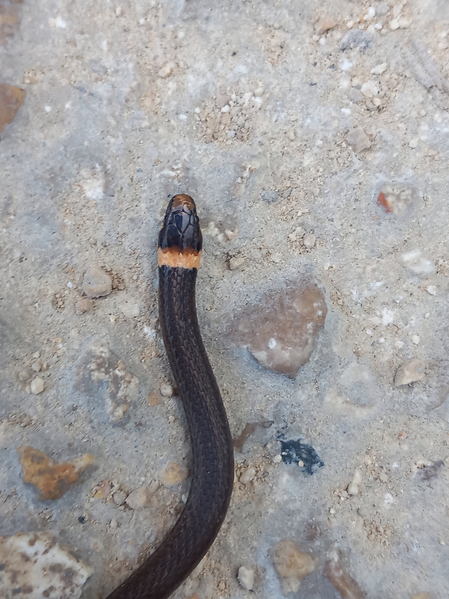 Peten Centipede Snake photo 5