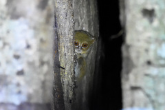 Tarsius spectrumgurskyae
