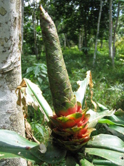 Costus arabicus