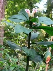 Costus arabicus