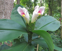 Costus arabicus