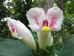 Costus arabicus