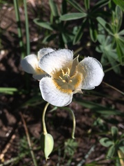 Calochortus subalpinus