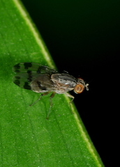 Acalyptratae
