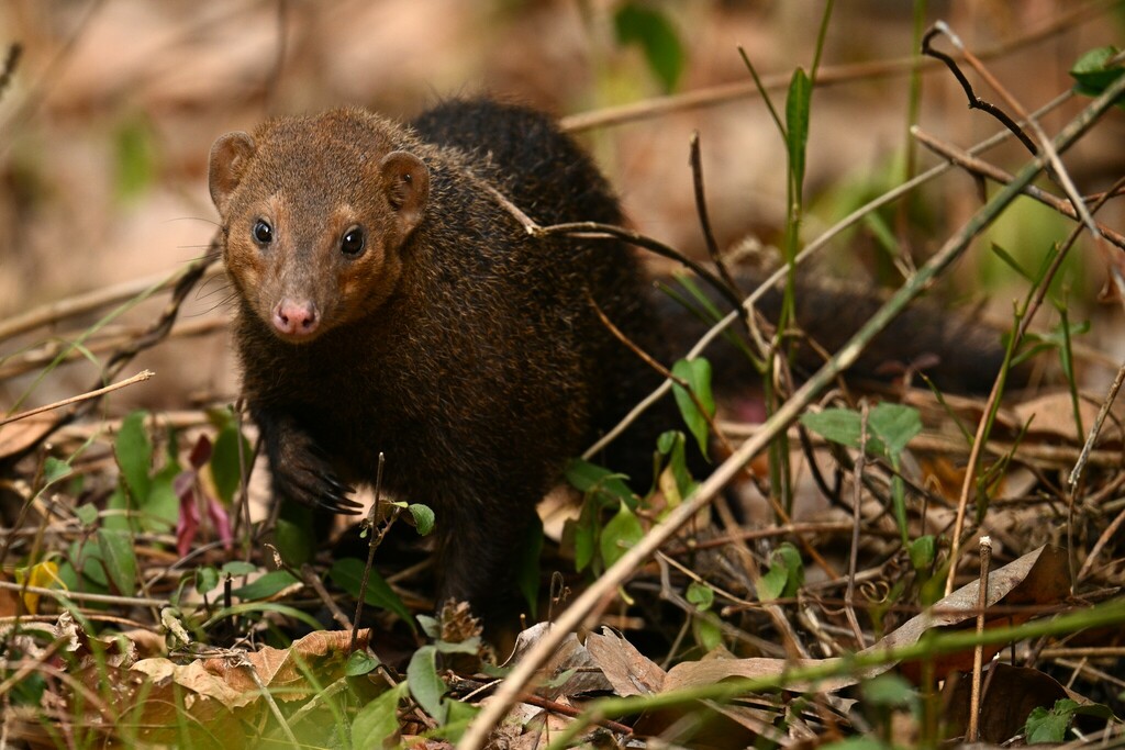 Flat-Headed Kusimanse