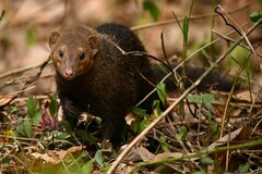 Flat-Headed Kusimanse photo 1