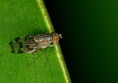 Acalyptratae