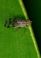 Acalyptratae