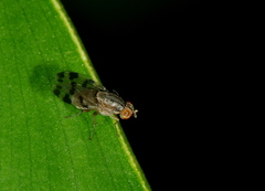 Acalyptratae