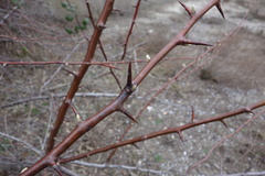 Elaeagnus angustifolia — photo 3