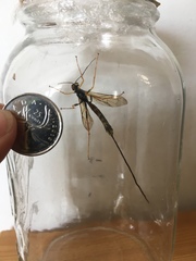 Megarhyssa nortoni
