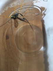 Megarhyssa nortoni