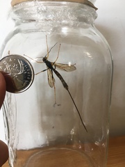 Megarhyssa nortoni