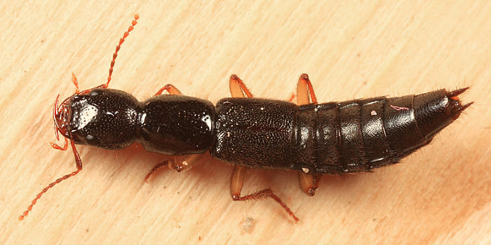 Belted Tomcat Rove Beetle