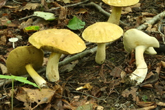 Boletus gertrudiae