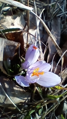 Crocus neglectus, photograph (c) Filippo Ceragioli, some rights reserved (CC BY-SA)