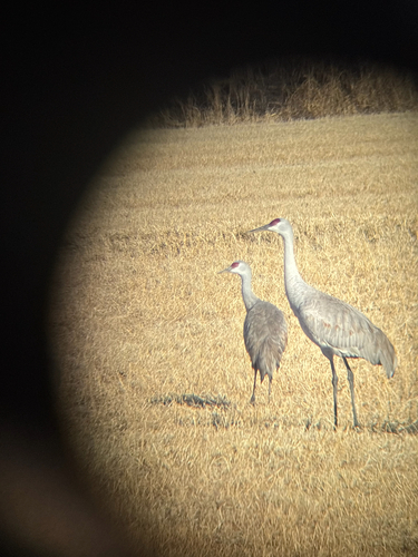 Lesser Sandhill Crane photographed in New Mexico