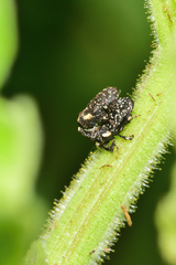 Lepidobaris latisquamis