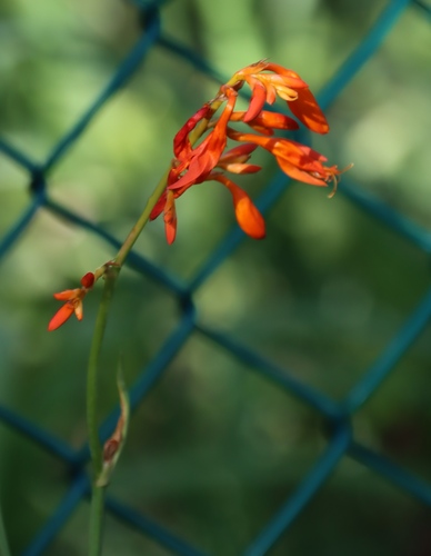 Image of Crocosmia aurea by (c) Tony Rebelo, some rights reserved (CC BY-SA)