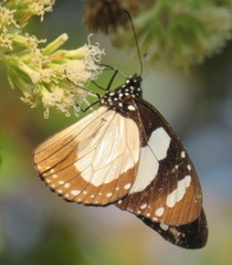 Amauris ochlea ochlea