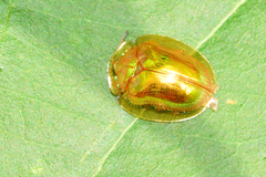 Charidotella