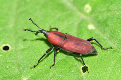 Rhodobaenus sanguineus