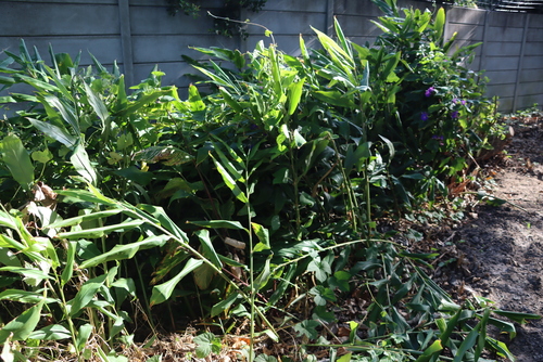 Image of Hedychium flavescens by (c) Tony Rebelo, some rights reserved (CC BY-SA)