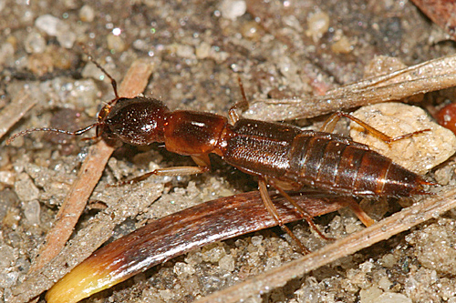 Homaeotarsus strenuus